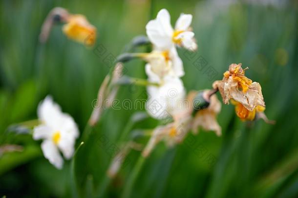 芽死去的死亡干旱已褪色的