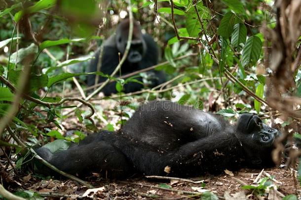刚果的大猩猩，刚果丛林的西部低地大猩猩。 西部低地大猩猩（大猩猩大猩猩大猩猩)的肖像）