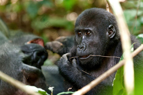 大猩猩吃，西部低地大猩猩在丛林刚果。 西部低地大猩猩（大猩猩大猩猩大猩猩)的肖像）