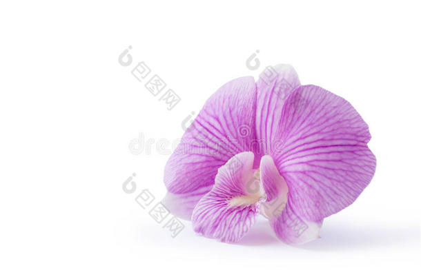 树状紫兰