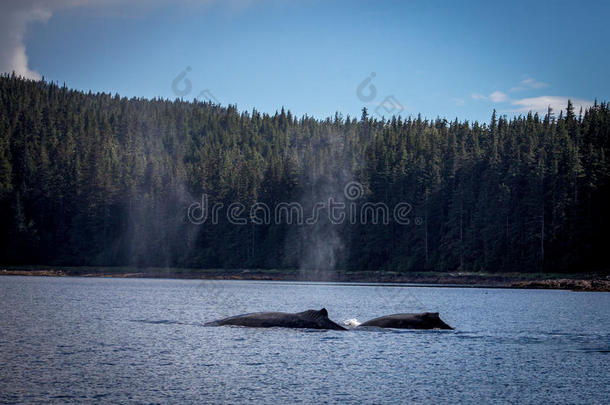 母鲸和小牛座头鲸