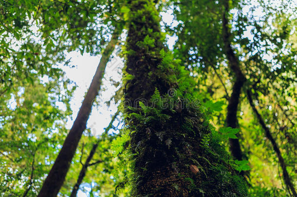 蕨类植物生长在热带雨林的树根上
