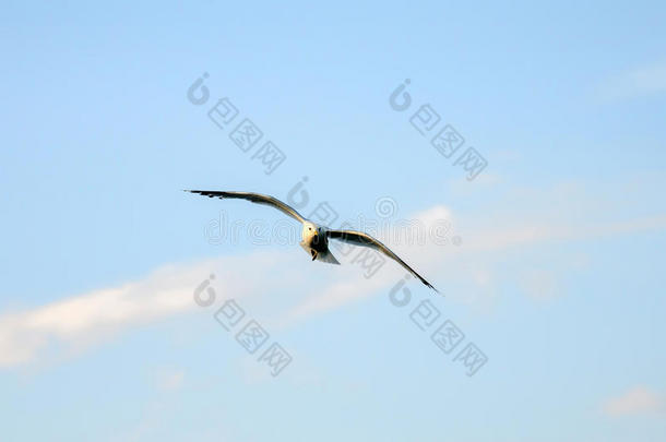 飞翔的海鸥，拍打翅膀。