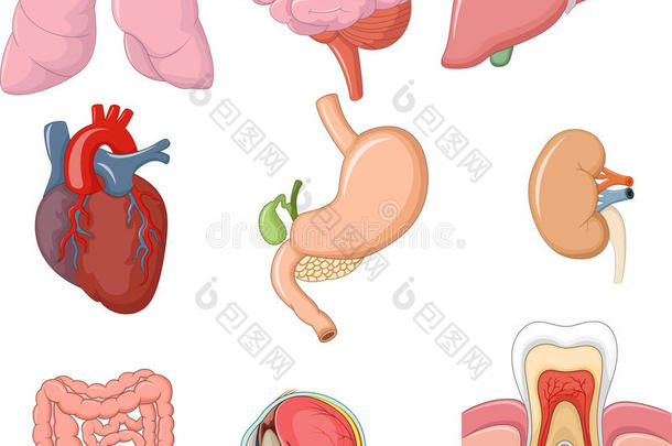 人体内部器官收藏集的卡通插图
