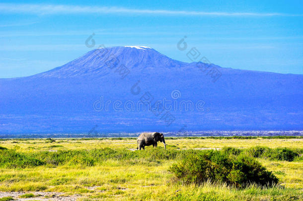 美丽的乞力马扎罗山和大象，肯尼亚，非洲