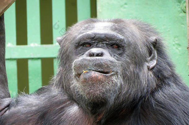 黑猩猩-非洲猴子