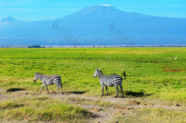 美丽的乞力马扎罗山和斑马，肯尼亚