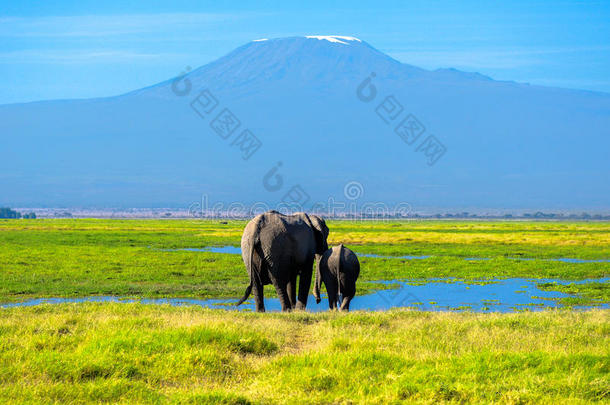 美丽的<strong>乞力马扎罗山</strong>和大象，肯尼亚