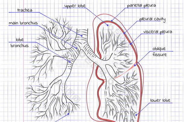 绘制人体肺的解剖图