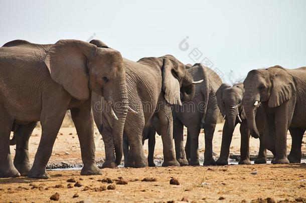 非洲大象，非洲龙，饮用水在<strong>水洞</strong>等沙，纳米比亚