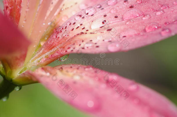 抽象背景虎百合雨后软集中特写