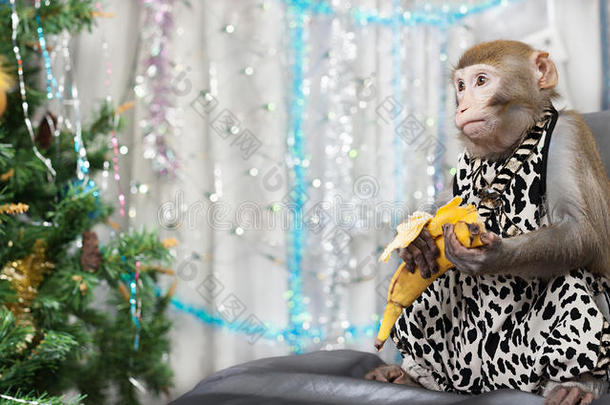 贺卡与<strong>猴子</strong>，<strong>香蕉</strong>，新年树，装饰品