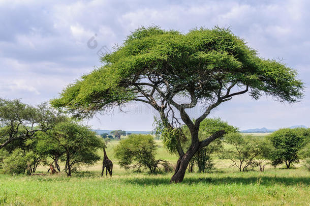 坦桑尼亚塔朗吉尔公园树下的长颈鹿