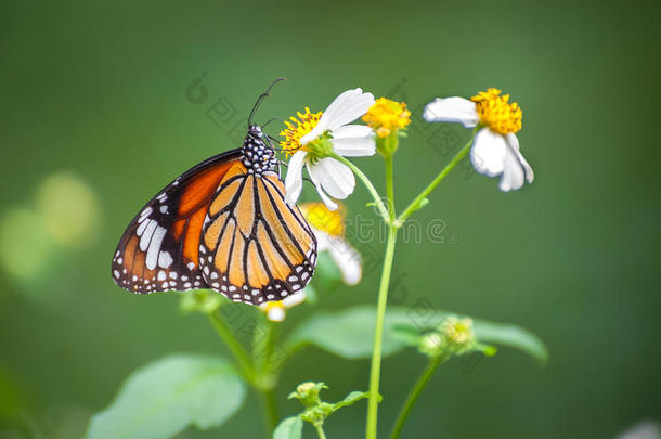 特写常见的虎蝶（达纳斯金乌蒂亚）喂食花园花