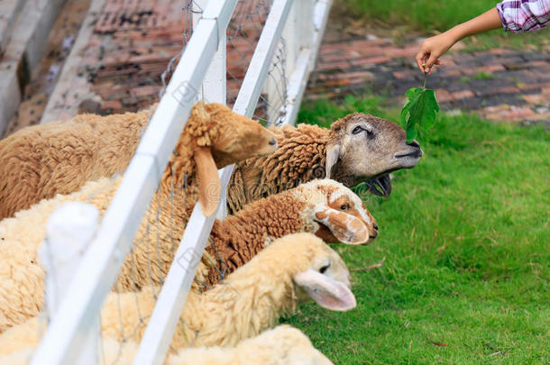 农业<strong>羊</strong>驼动物美丽的乡村