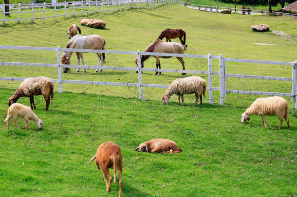 农业羊<strong>驼</strong>动物美丽的乡村