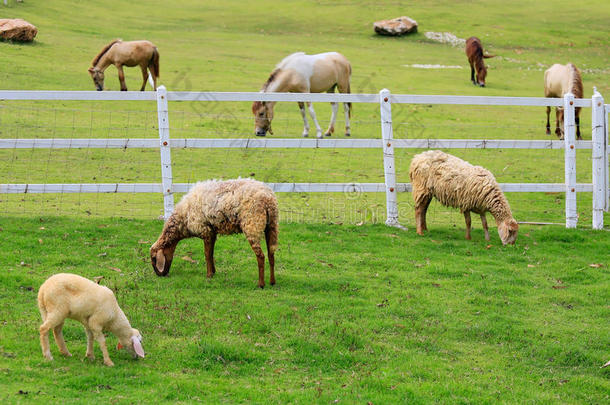 农业<strong>羊</strong>驼动物美丽的乡村
