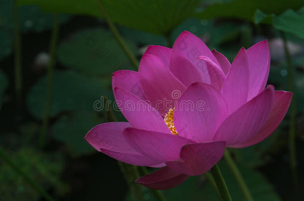 大粉色莲花，特写