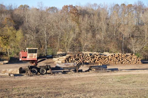 起重机堆放新鲜的砍伐树木。