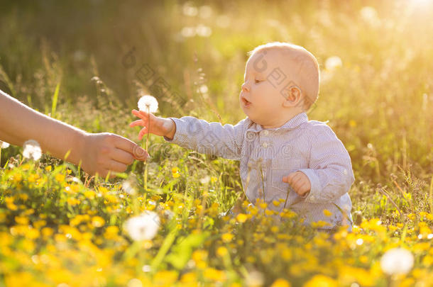 成年手抱着婴儿蒲公英在日落时，孩子坐在草地上，孩子在野外的概念是保护对花朵花粉过敏的