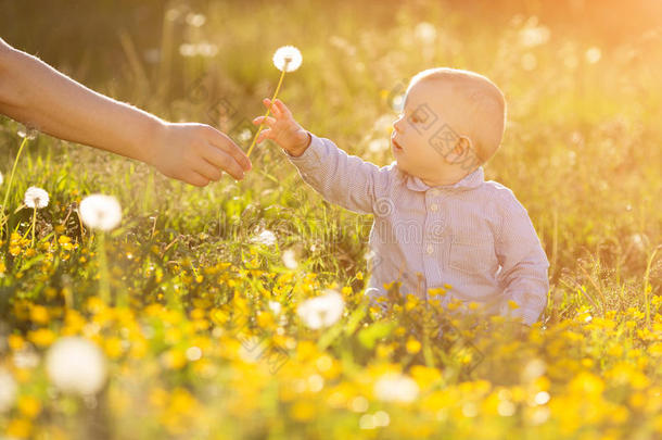 成年手抱着婴儿蒲公英在日落时，孩子坐在草地上，孩子在野外的概念是保护对花朵花粉过敏的