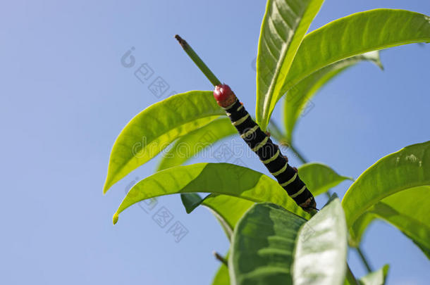 动物美丽的明亮的缺陷毛虫