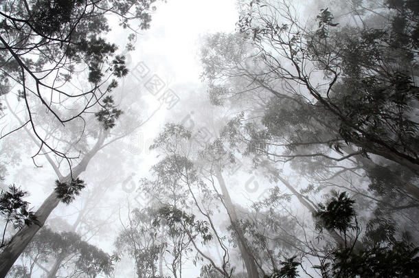 雾中的树木