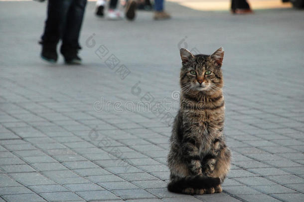 动物在秋天猫城市