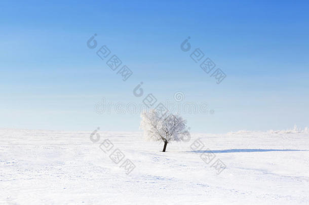 冬日雪原上孤零零的冻树