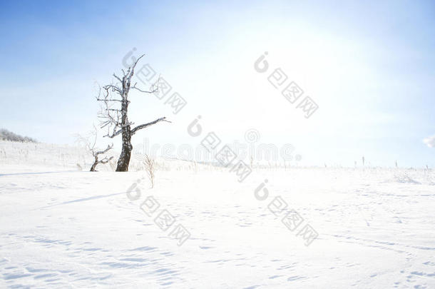 白雪覆盖的田野上的死树