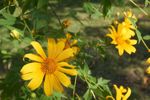 菊科菊目开花菊花胡枝子