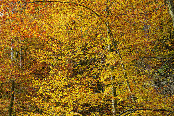 秋天的时候，山毛榉树林里有金色的叶子
