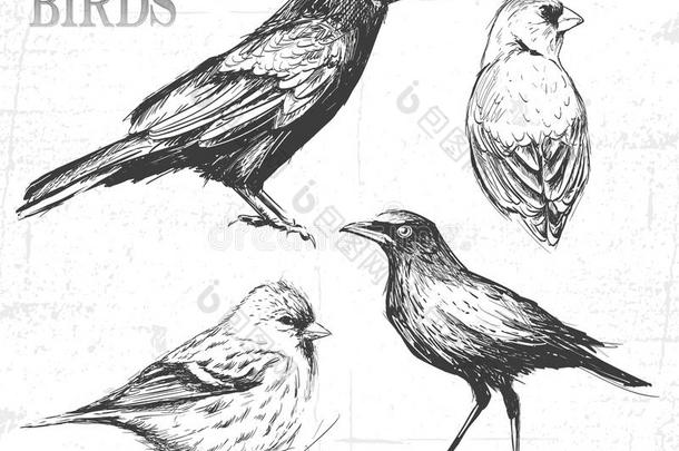 鸟集，手绘插图