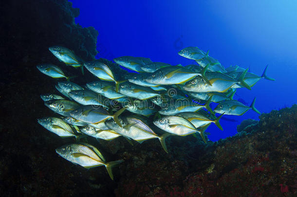 动物水族馆敬畏银行行为