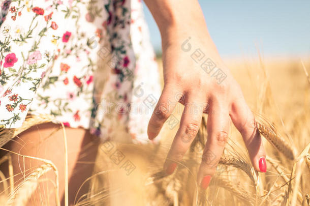 靠近一个女人的手，在田野里摸小麦