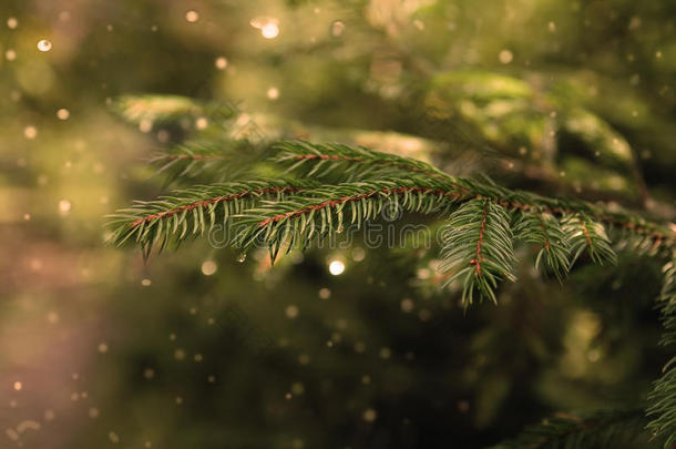 圣诞背景的毛皮树枝