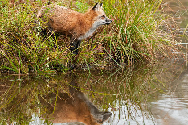 动物生物狐狸水平的哺乳动物
