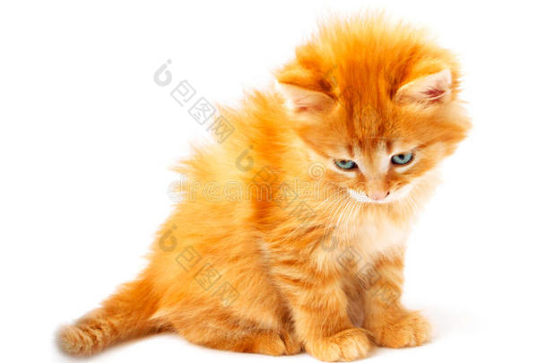 姜黄色小猫