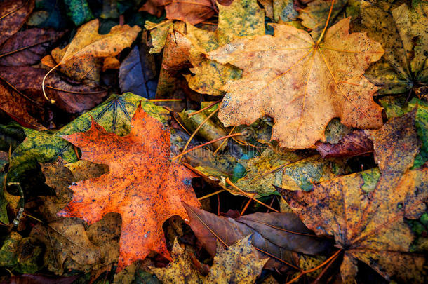 秋季叶龄-良好的秋季抽象背景