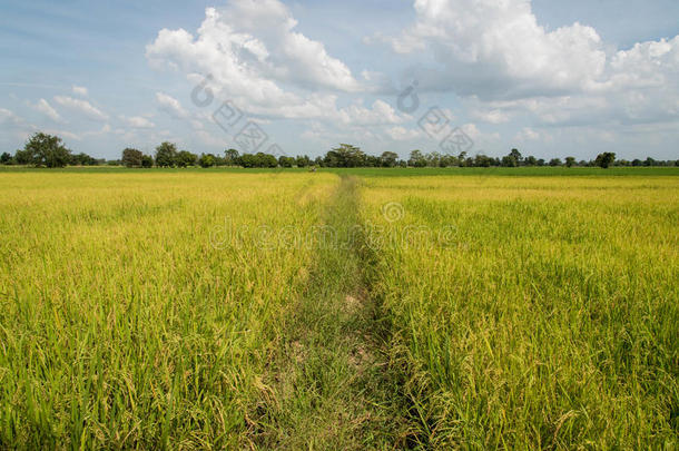 绿色水稻田