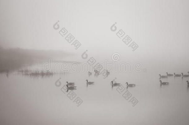 加拿大鹅在浓雾中游泳。