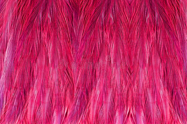 粉红色珍珠鸡羽毛构成的美丽抽象背景