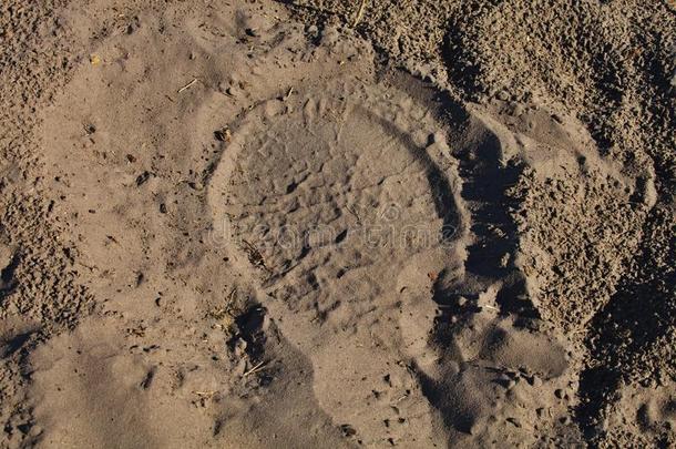 足迹在沙非洲大象，在水洞Bwabwata，纳米比亚