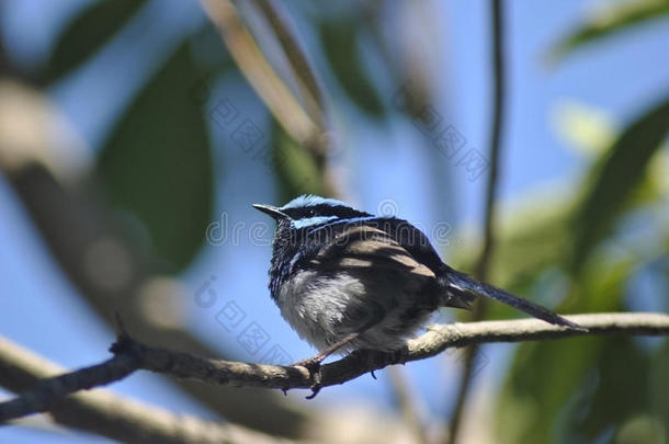 动物澳大利亚鸟蓝色分支