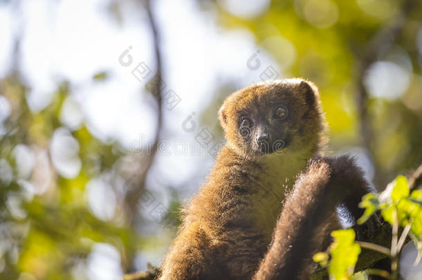 马达加斯加野生动物的<strong>金竹</strong>狐猴肖像