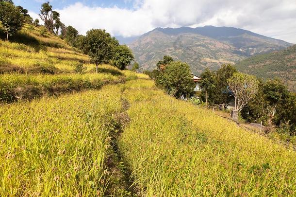 黄金梯田在Solukhumbu谷，尼泊尔
