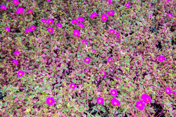 微小紫色花朵的特写