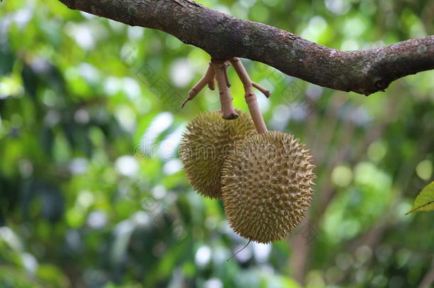 榴莲果实在树上，泰国水果