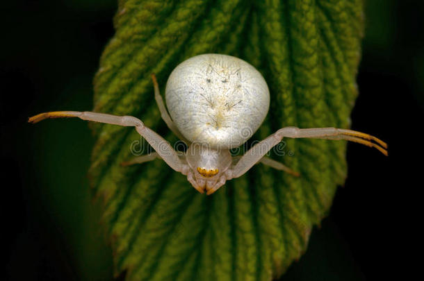 花蟹蜘蛛