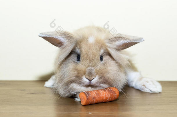 金兔配胡萝卜，驯养宠物，<strong>展望未来</strong>。 适合孩子